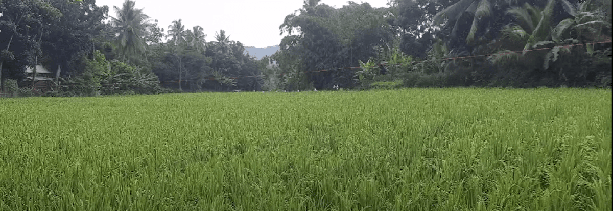 Agrowisata Pertanian Citamiang